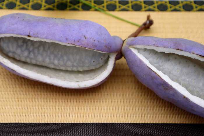 fruta Akebi