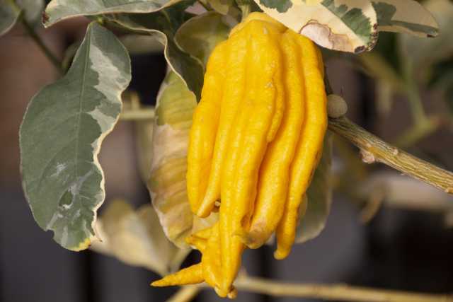 fruta Bushukan, mão de buda