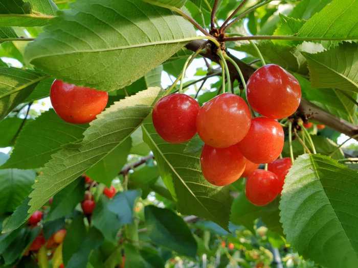 fruta Sakuranbo, cereja japonesa 