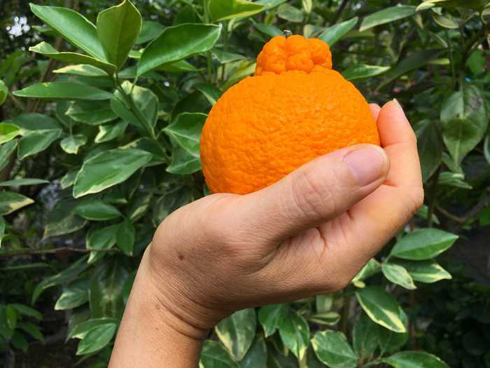 fruta dekopon