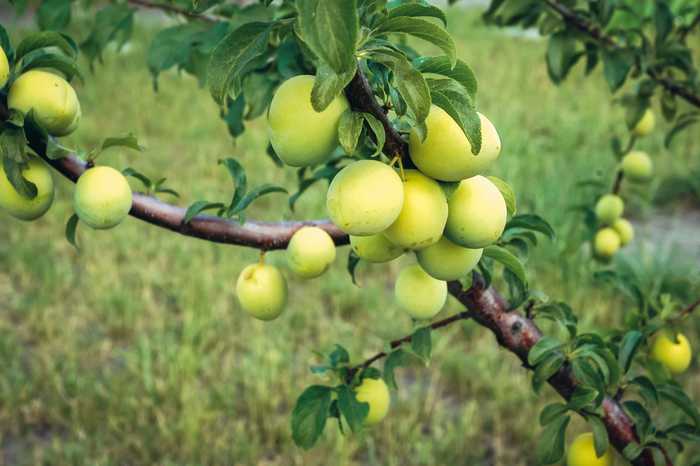 fruta ume, ameixa japonesa 