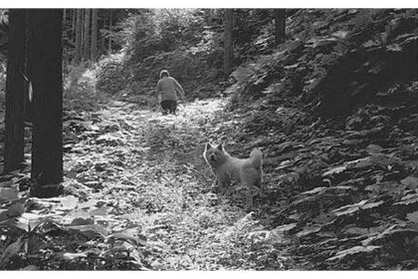 Morie Sawataishi nas montanhas no norte de Honshu com um de seus akitas