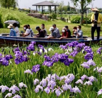 Suigo Sawara Ayame Park, Chiba