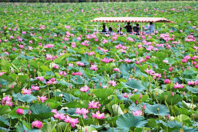 Lake Izunuma-Uchinuma's Lotus Festival, em Miyagi