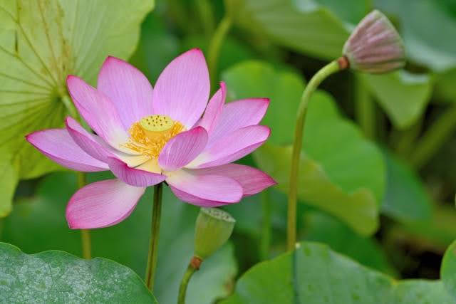 Lotus Garden em Yamaga (Kumamoto) 