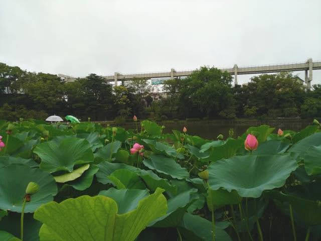Lótus em Chiba Koen (Chiba) 