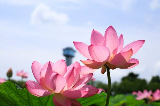 Lótus em Kodaihasu no sato, em Gyoda