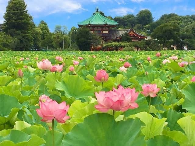 Lótus em Lagoa Shinobazu, Ueno Koen