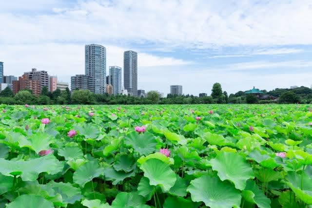 Lótus em Sankei-en Garden, em Yokohama