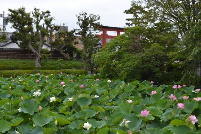 Lótus em Santuário Tsurugaoka Hachimangu, em Kamakura 