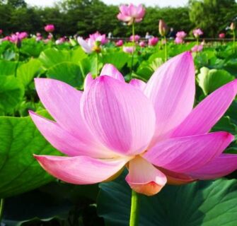 Os Mais Belos Jardins de Flor de Lótus do Japão