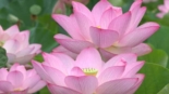 lótus Oga no Parque Koga Kofu, em Ibaraki