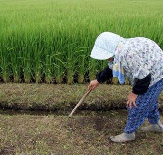 Colheita de arroz no Japão