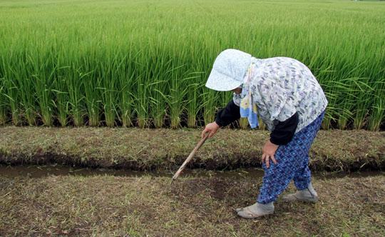 Colheita de arroz no Japão