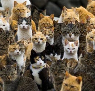 Conheça 11 Ilhas dos Gatos no Japão