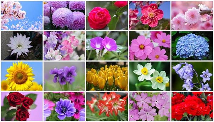 Hanakotoba - A linguagem das flores no Japão