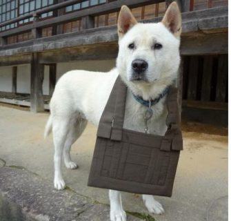 Maru, o cão sacerdote do Japão