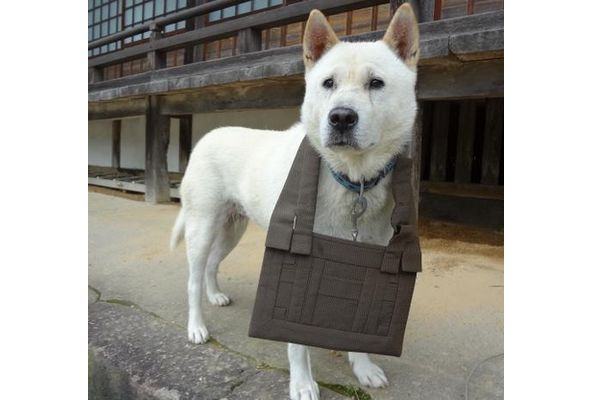 Maru, o cão sacerdote do Japão