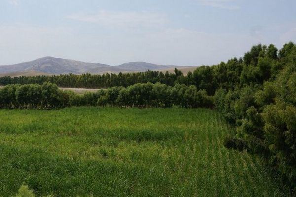 deserto de gamberi, Nangarhar