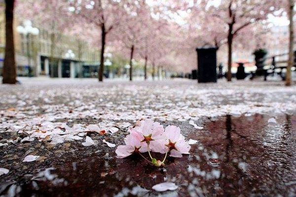 curiosidades sobre o sakura