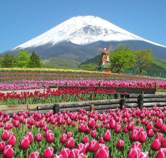 Festival das Tulipas aos pés do Monte Fuji