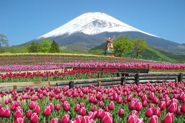 Festival das Tulipas aos pés do Monte Fuji 