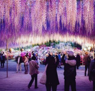 Jardins de Glicínias no Japão