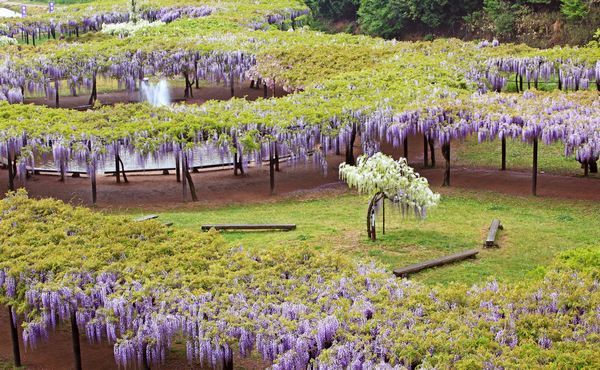 Jardins de Glicínias no Japão - Shirai Oomachi Fuji Park (Hyogo) 