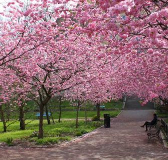 8 lugares para ver a florada de sakura no Brasil