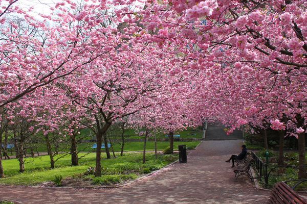 8 lugares para ver a florada de sakura no Brasil