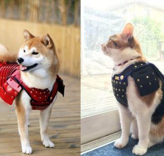 Empresa japonesa cria armadura de samurai para cães e gatos