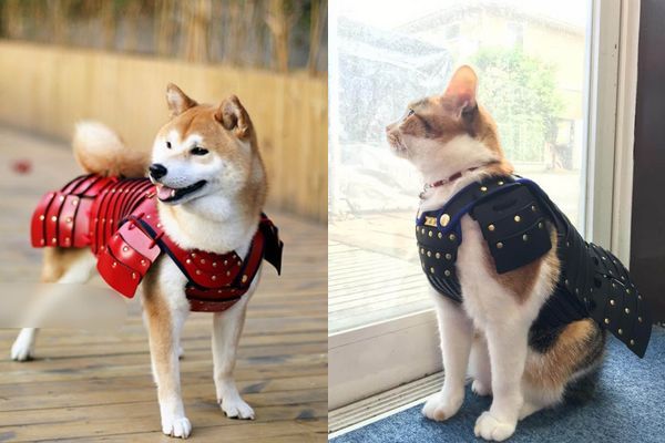 Empresa japonesa cria armadura de samurai para cães e gatos 