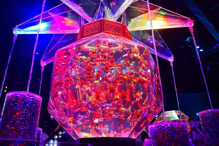 Art Aquarium Museum Ginza