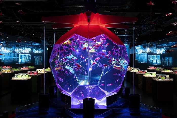 Art Aquarium Museum Ginza 