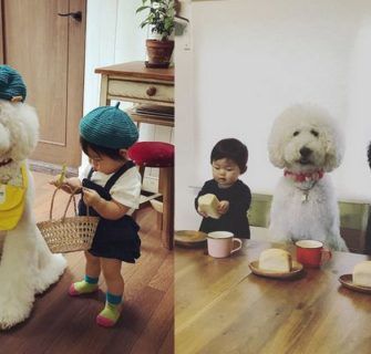 Essa garotinha japonesa com seus poodles gigantes vai ser a coisa mais fofa que você vai ver hoje 1