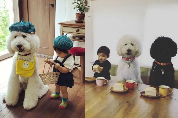 Essa garotinha japonesa com seus poodles gigantes vai ser a coisa mais fofa que você vai ver hoje 1
