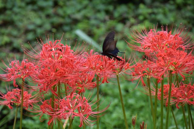 Simbologia da flor Higanbana no Japão | Curiosidades do Japão