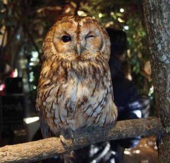 Kamakura Owl's Forest