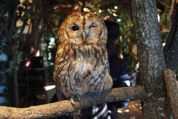 Kamakura Owl's Forest