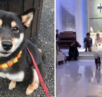 Em vídeo, Shiba Inu leva aliança dos noivos a altar