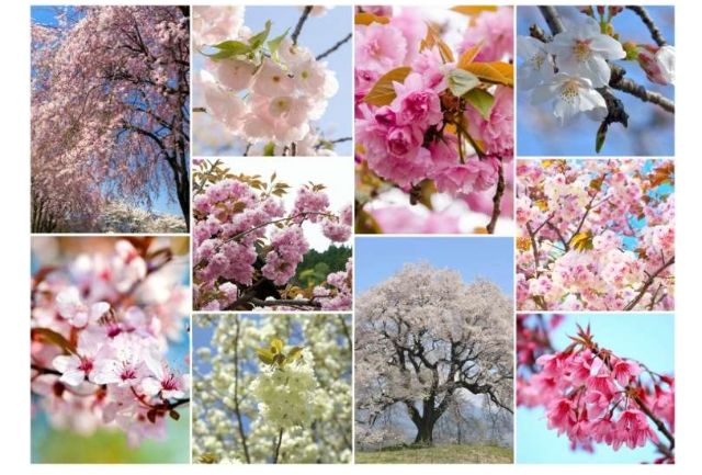 10 variedades japonesas de cerejeira que você vai se apaixonar