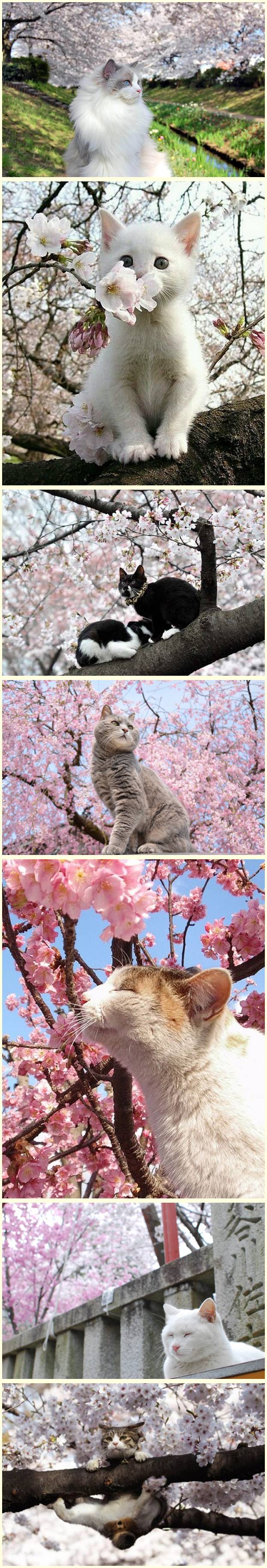 17 Adoráveis gatos com flores de cerejeira