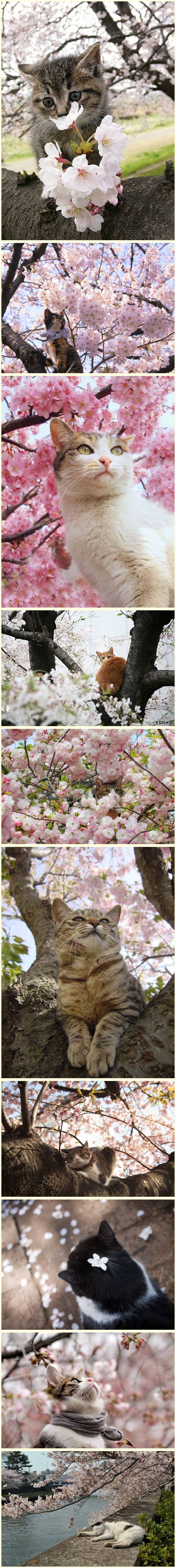 17 Adoráveis gatos com flores de cerejeira
