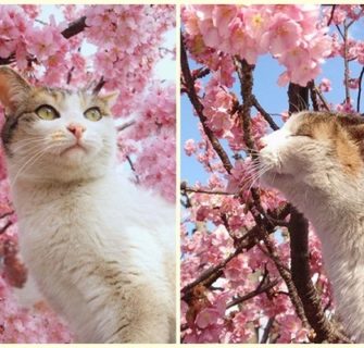 Adoráveis gatos com flores de cerejeira (sakura)