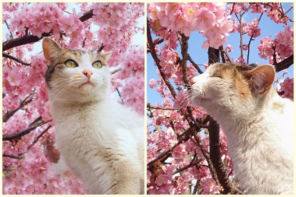 Adoráveis gatos com flores de cerejeira (sakura)