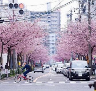 sakura 2019