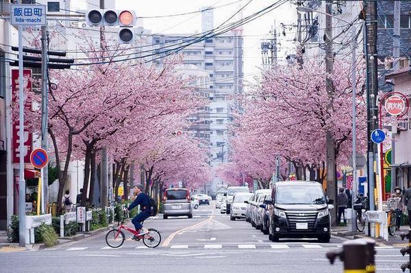 sakura 2019