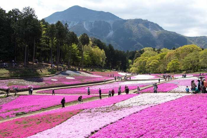 Chichibu Hitsujiyama Park, Saitama
