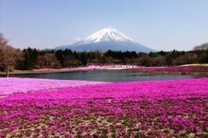 Fuji Shibazakura Festival