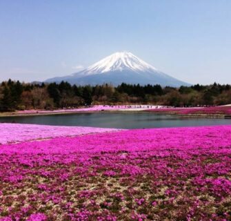 Fuji Shibazakura Festival